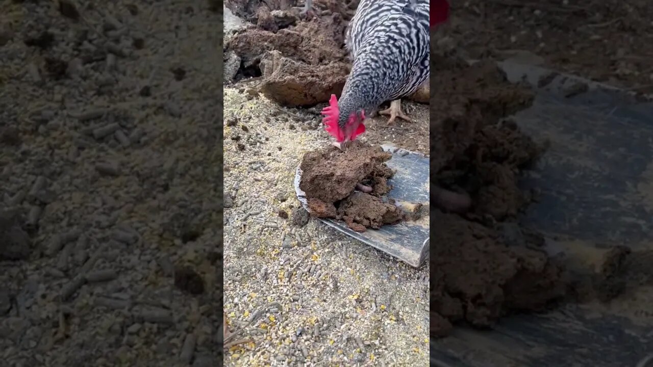 Proteína de alta qualidade para galinhas