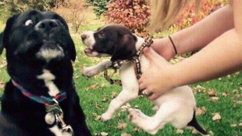 Funny Cats Meeting Cute Puppies Compilation