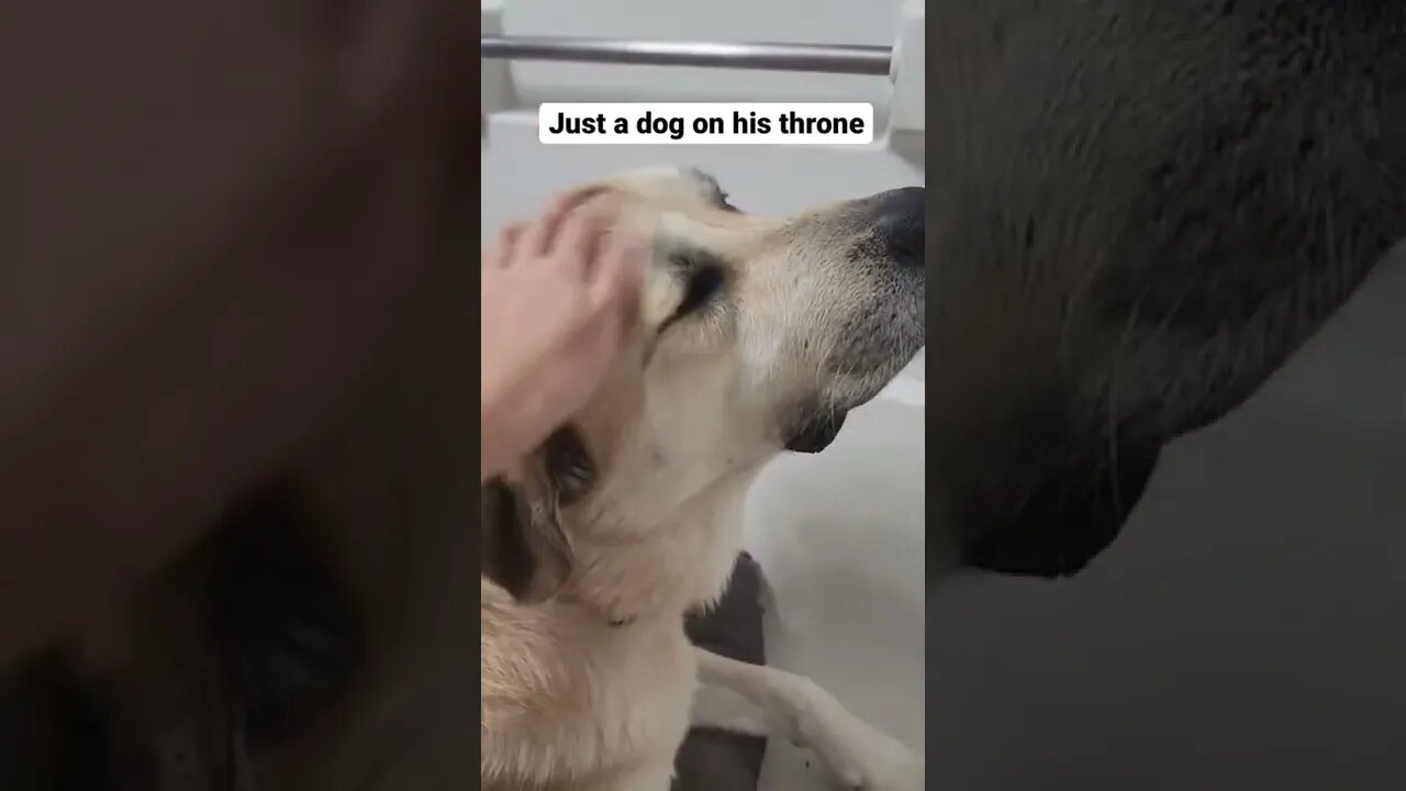 He finally has a bed for his tub! #shorts #dogs #cuteanimals #funnyanimals #mastiff #greatpyrenees