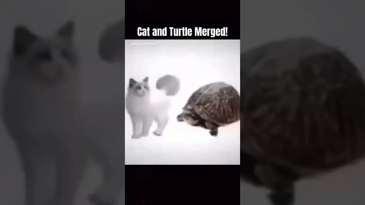 Funny Cat Meme