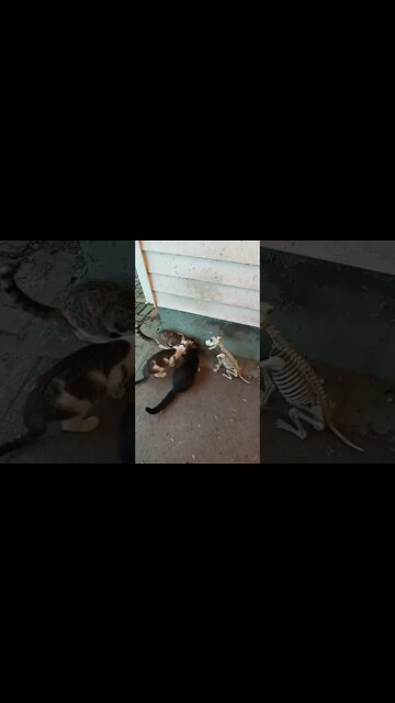 well, I Tried... They Are UnPhasable, Apparently...