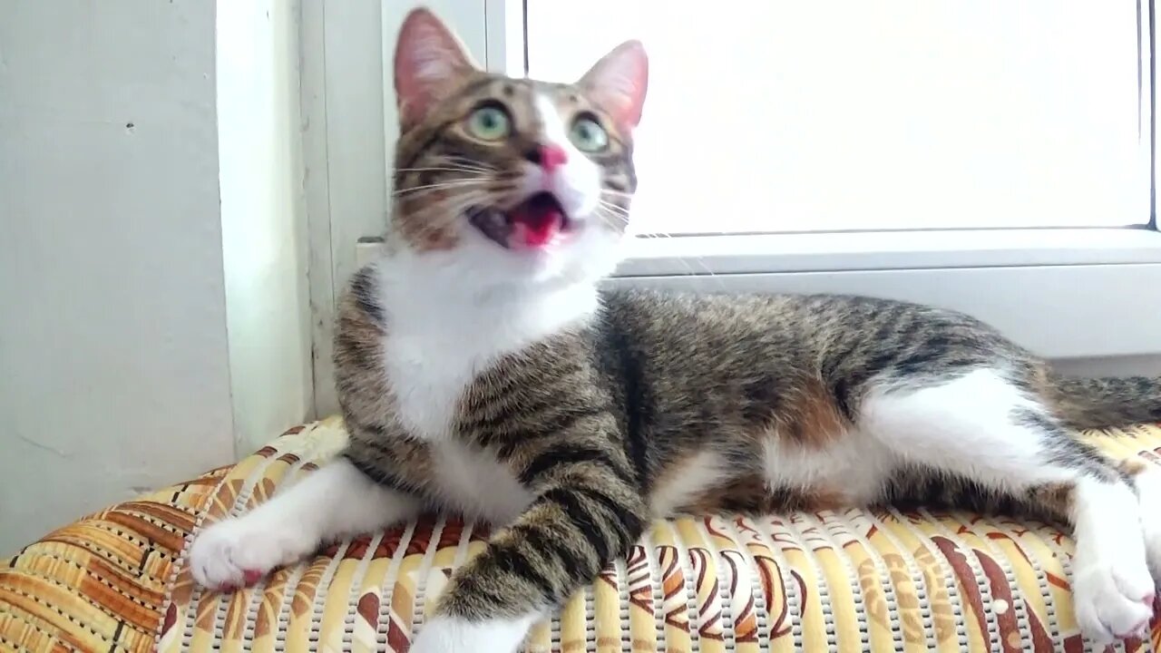 Kitten Chases a Toy on the Window Sill