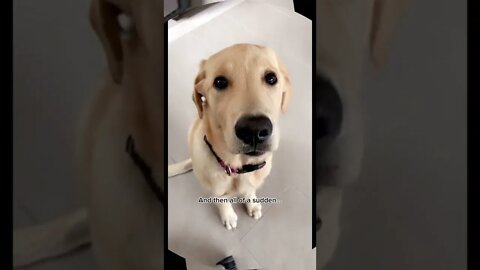 Journey Of A Dog Nose tiktok clublivvy