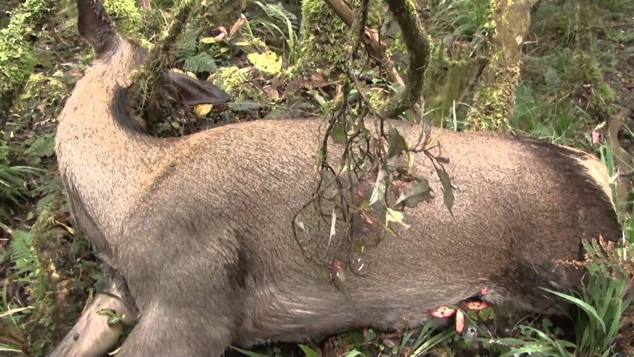 TV WiLD episode four - Howard, and the poisoned deer of the Hihitahi