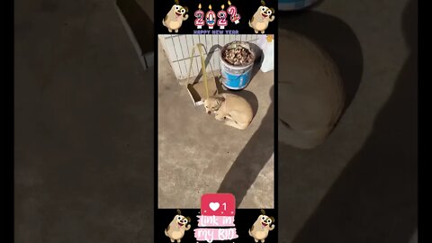 #17_😂🐶😂 #Baby #Dogs - #Cute and #Funny #Dogs #Video 😂🐶😂 (#2022)