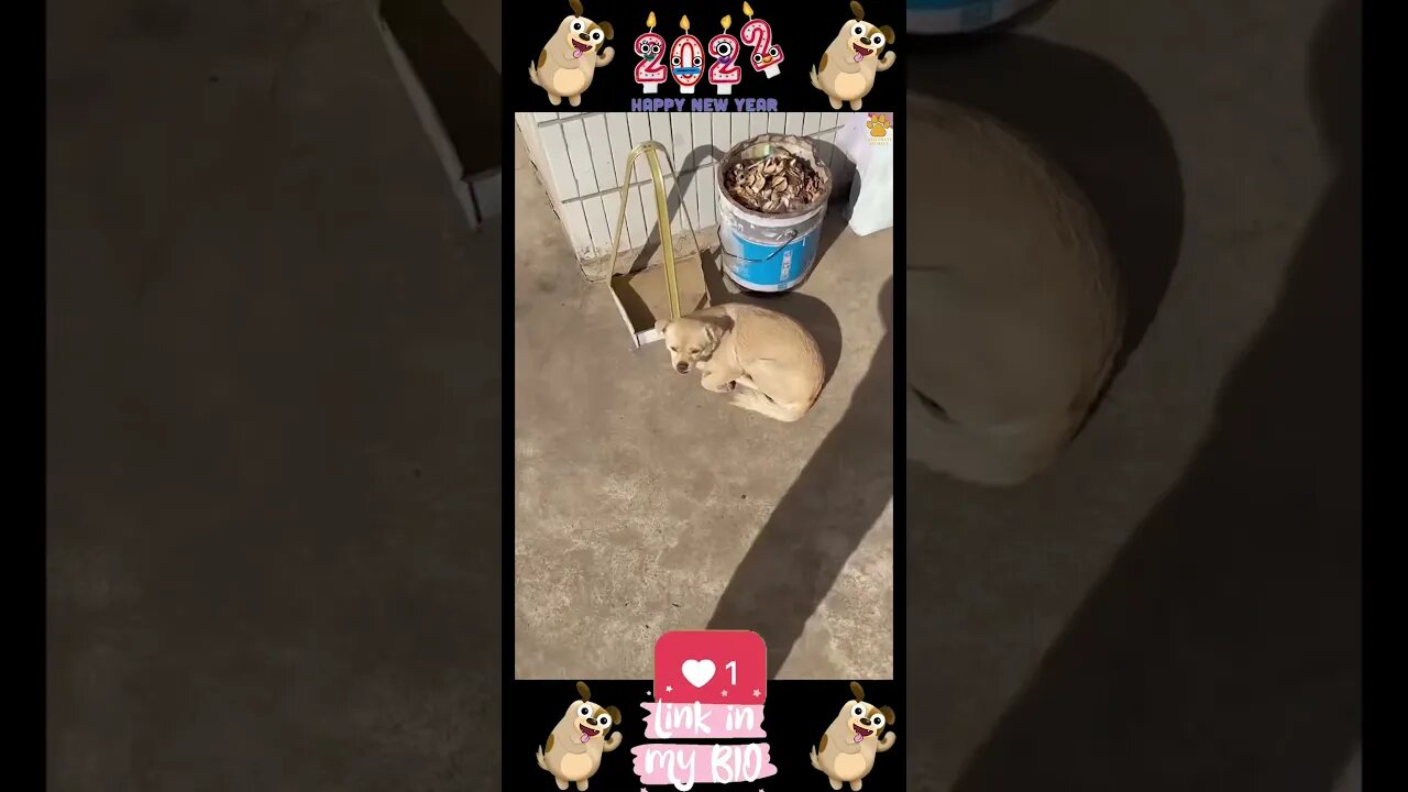#17_ππΆπ #Baby #Dogs - #Cute and #Funny #Dogs #Video ππΆπ (#2022)