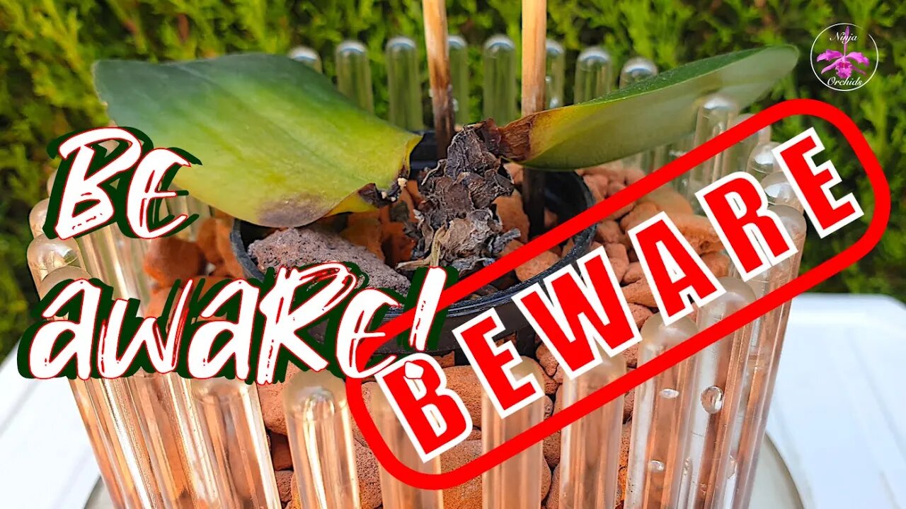 How Climate Change can be a THREAT to Orchids | How to avoid LOOSING Orchids #ninjaorchids