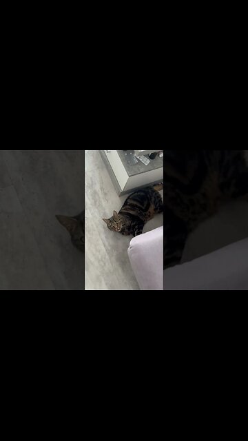 Katzen 🐈‍⬛ 🐈🐈spiele #bigcats #lustig #cat #katz
