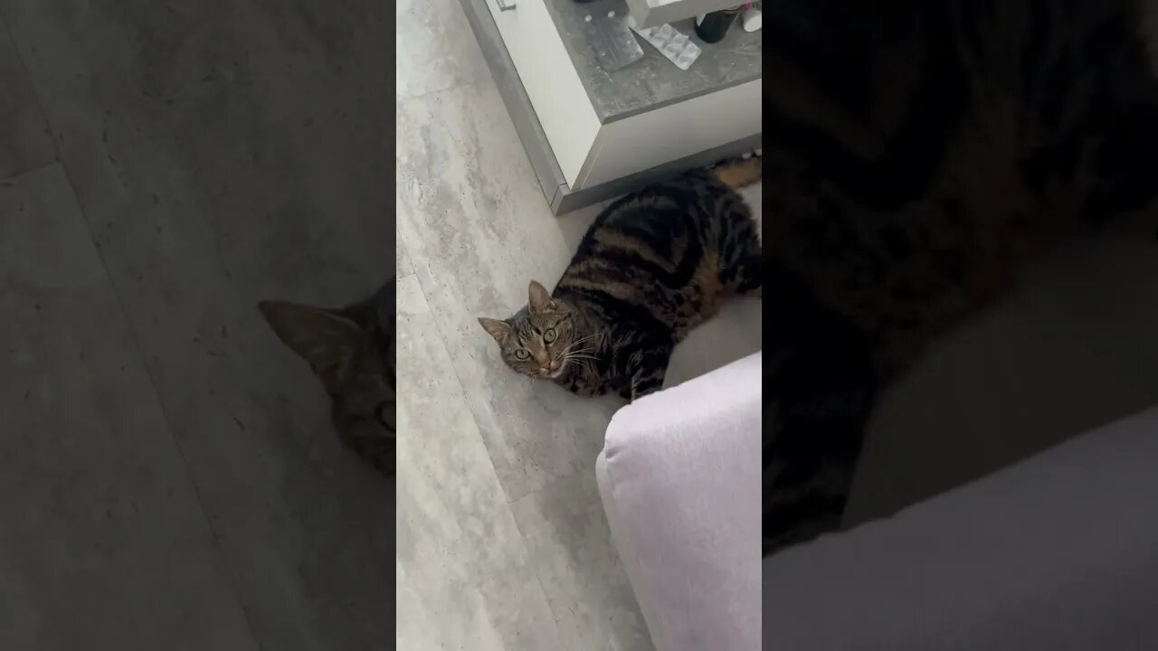 Katzen πββ¬ ππspiele #bigcats #lustig #cat #katz