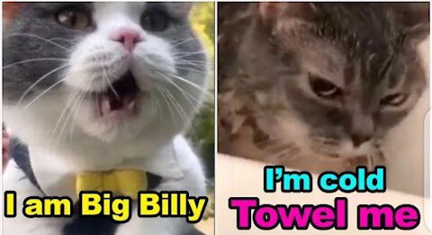 Cats Talking! These cats can speak english better than Hooman 🐱