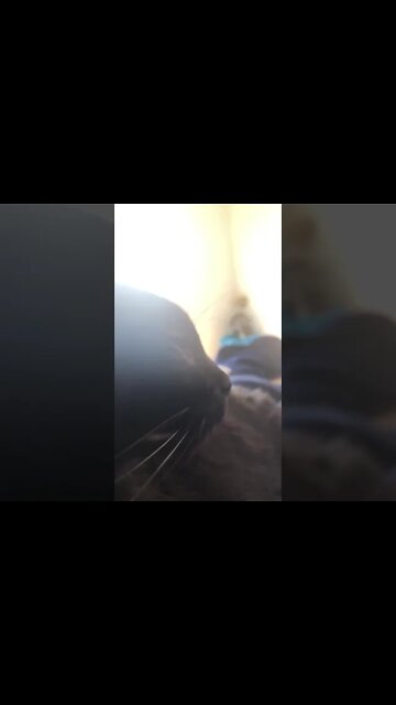 Cat Zen of YouTube #shorts