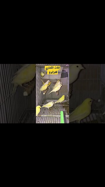 إناث الكناري للتزاوج روعة