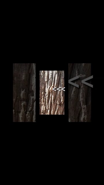 good morning homie : ) #shorts #nature #creatures