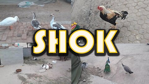 Dost Ka Shok | 28\10\2023