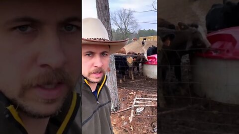 He’s got a little mud on his face! #farm #ranch #cattle #farmlife #ranchlife #calf #cowboys