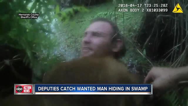VIDEO: Pasco deputies arrest suspect hiding in swamp