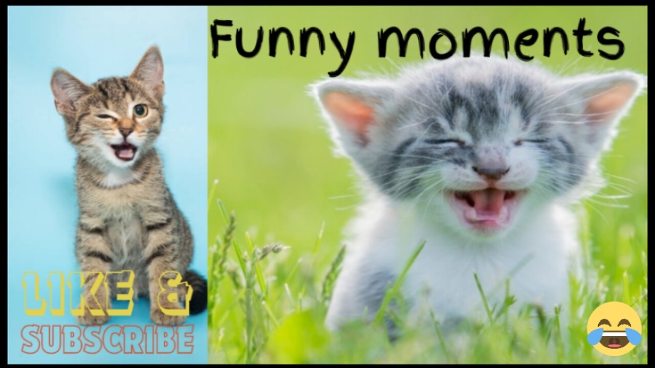 "How Animals Keep Us Laughing: Hilarious Moments Caught on Camera!"