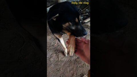 docile dog a bit naughty