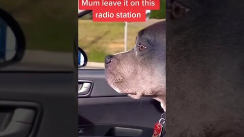 (Man’s loving life 🤣😭) | #shorts | #viral | #trending | #funnydogs