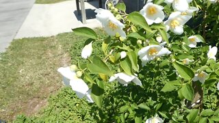 PEPPERMINT WITH MOCK ORANGE