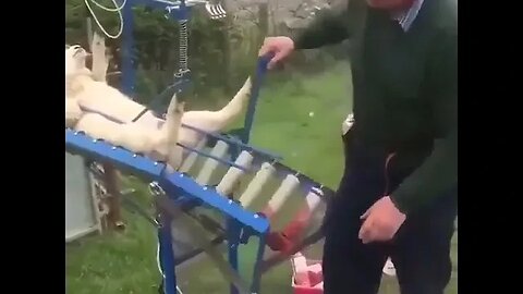 just sheep getting vaccinated lol