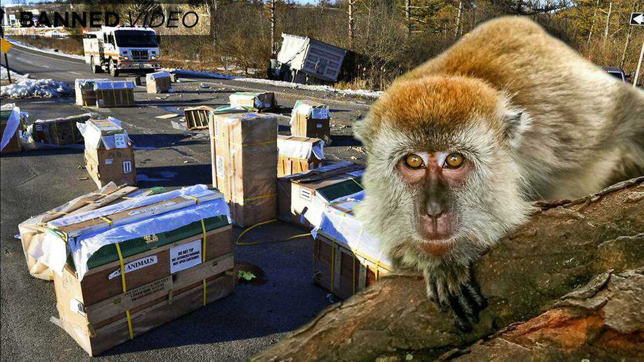 Did The CDC Start A New Pandemic In Pennsylvania? -