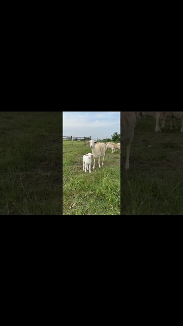 Royal White Sheep with their babies!