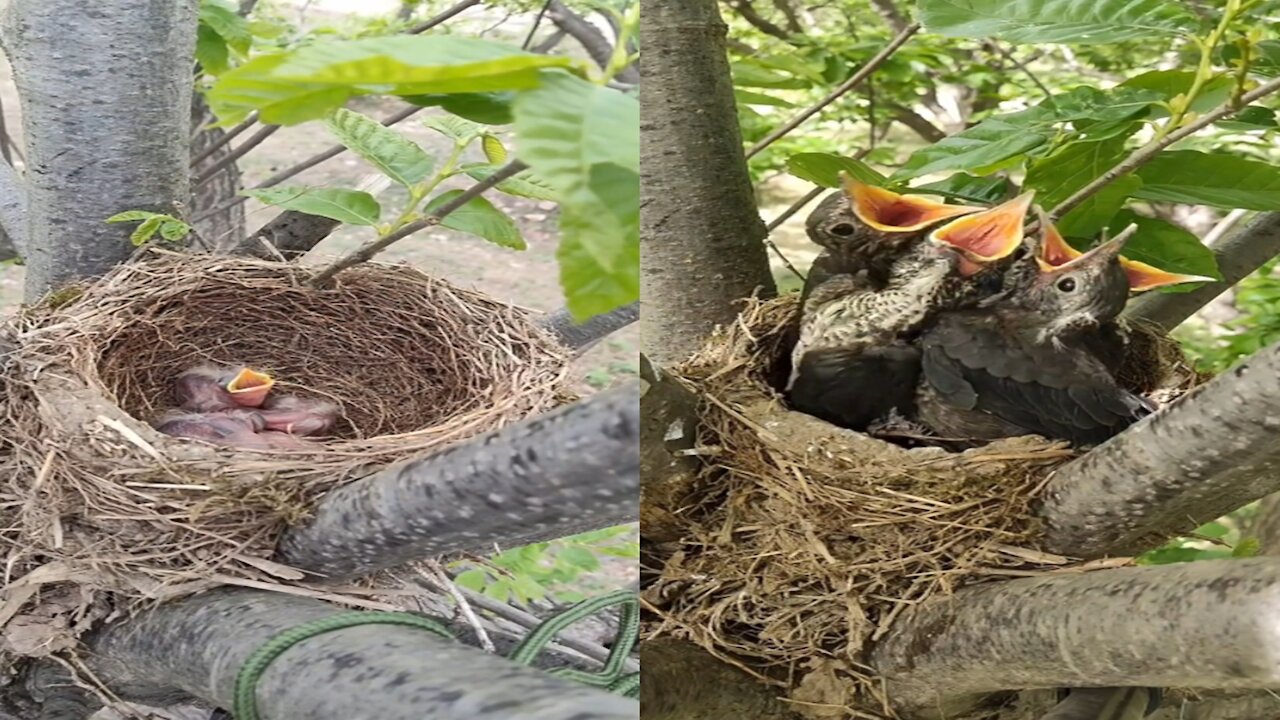 Mother bird looking for food for children