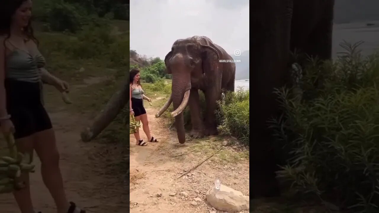 Elephant Responds Violently To Woman With Banana