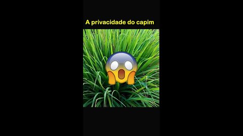 A privacidade do capim