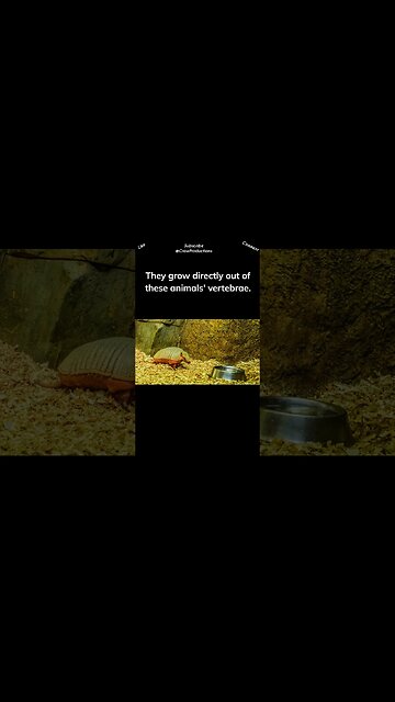 The Plates of Armadillos Are Made of Bone #armadillo #shorts