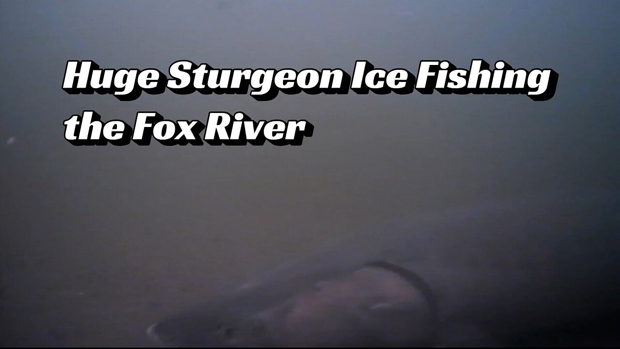 Huge Sturgeon Ice Fishing the Fox River