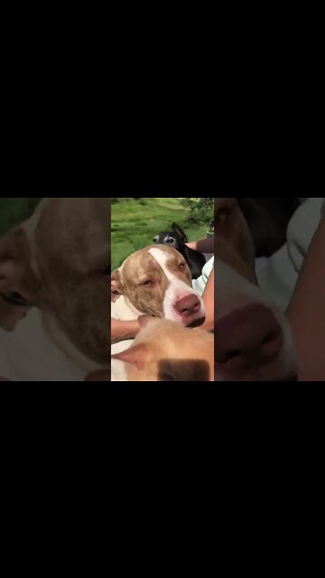 Cats keep large dog in line