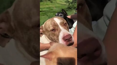 Cats keep large dog in line