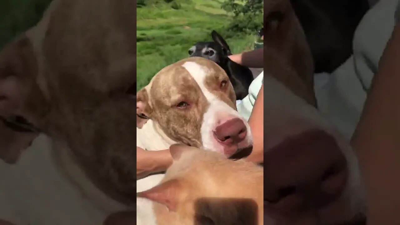 Cats keep large dog in line