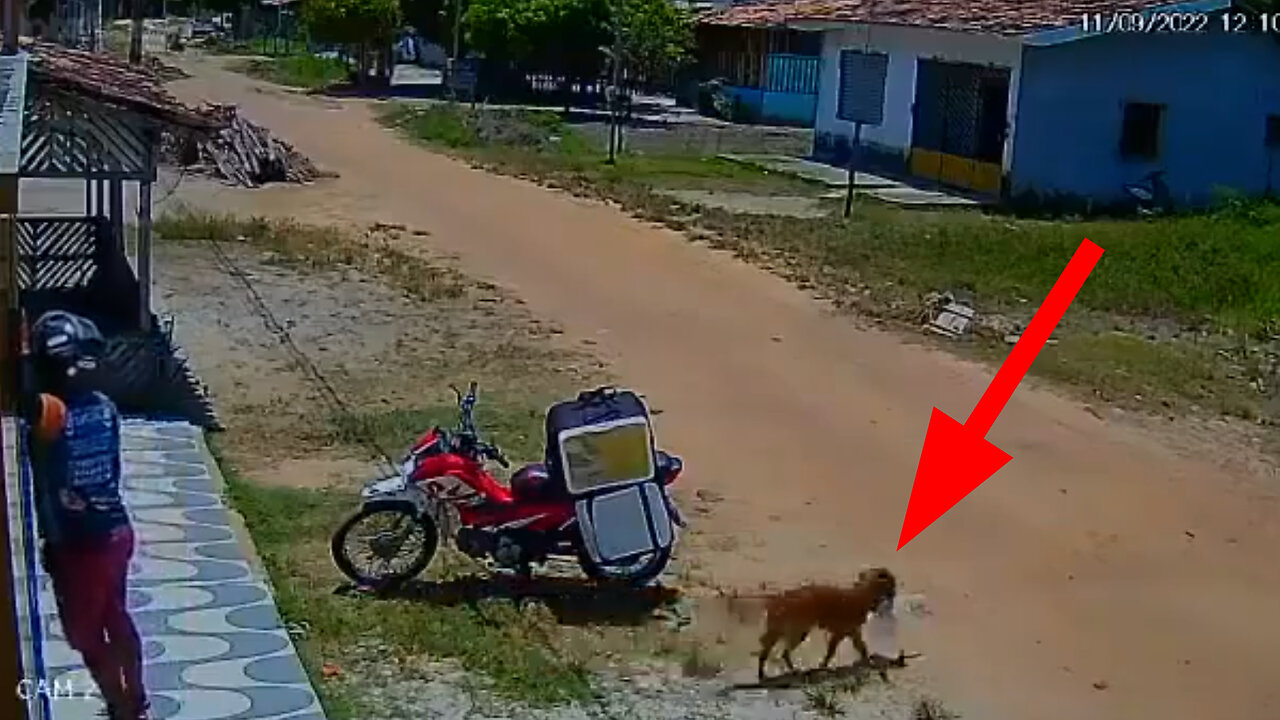 Ninja Dog Vs Delivery Rider