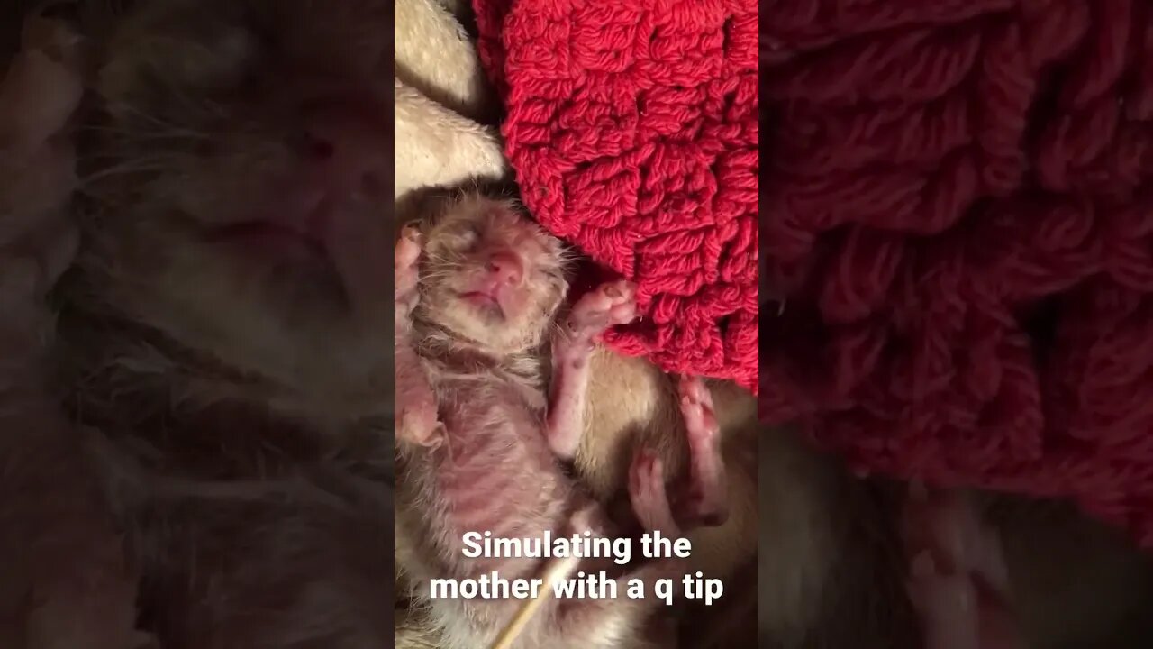 THESE KITTENS WERE LEFT AT OUR DOOR #animals #cute #kittens #babies #catvideos #kittycat