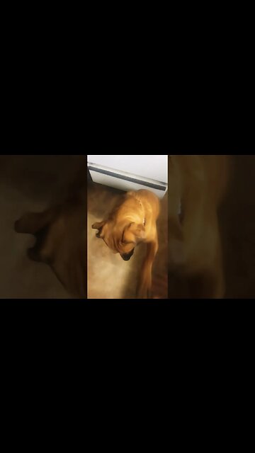 training #pitbull #labrador