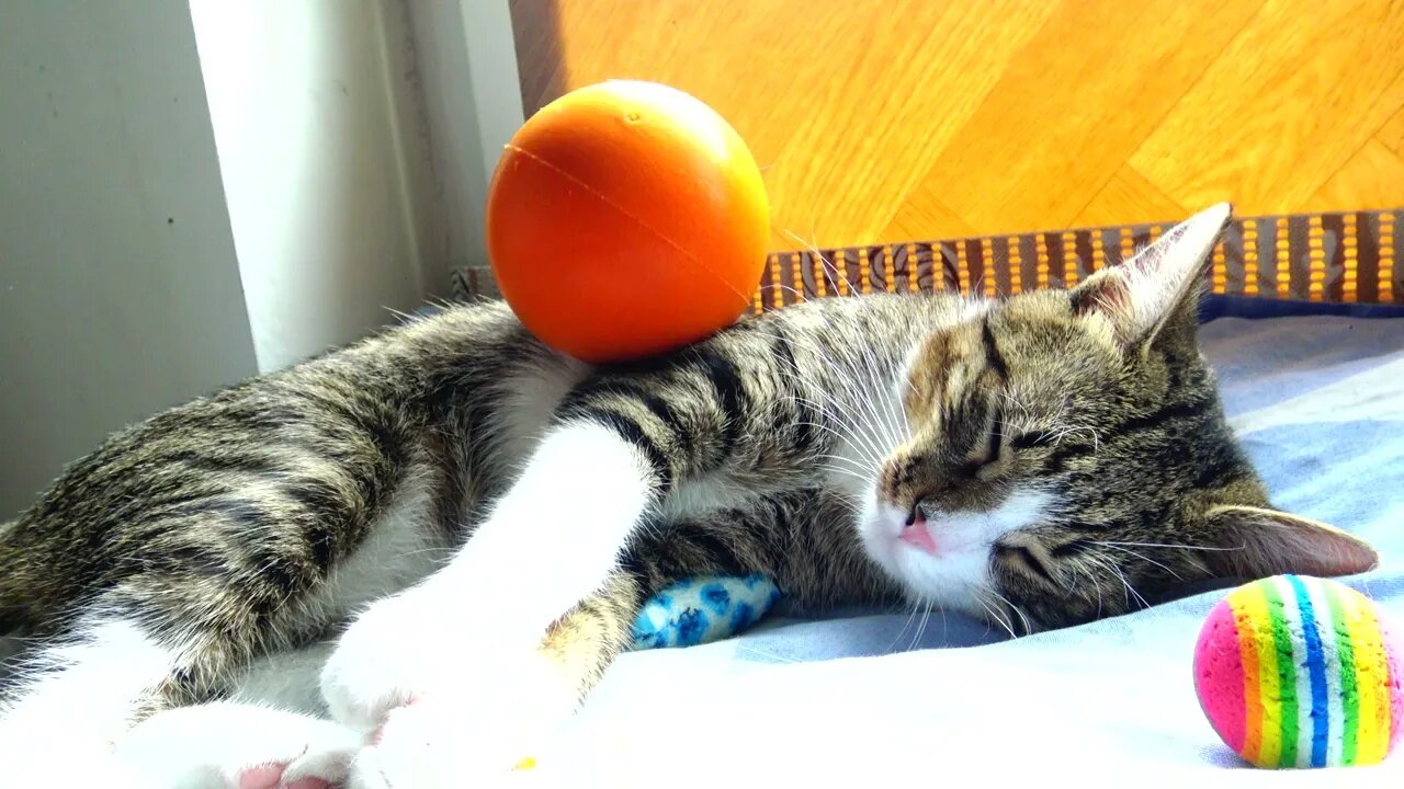 Kitten Annoyed by a Ball