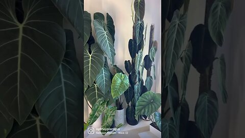 Added a few smaller poles to my usual bedroom set-up :) can’t wait to grow them large :)