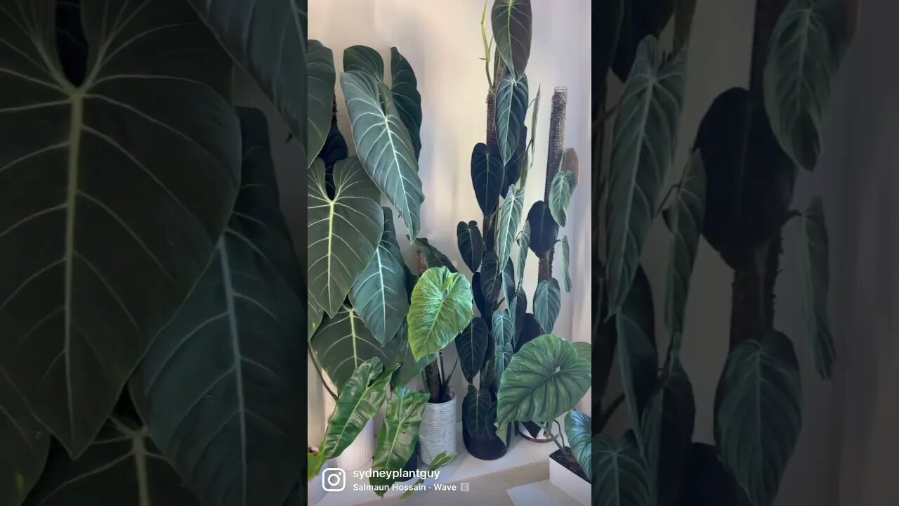 Added a few smaller poles to my usual bedroom set-up :) can’t wait to grow them large :)