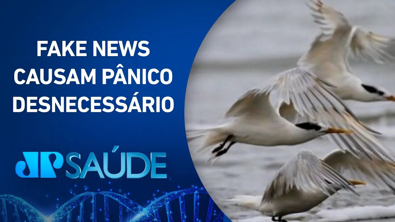 Gripe aviária: É importante tomar a vacina e não entrar em desespero | JP SAÚDE