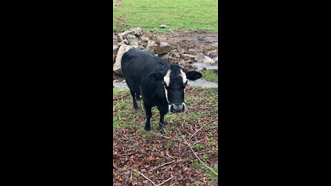 Saying “Hi” to a cow