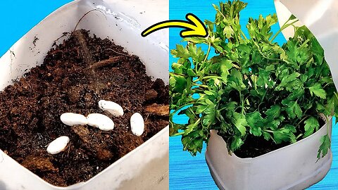 From Seed to Splendor: Essential Gardening Hacks