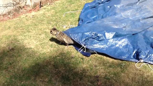 Funny Cat Crawls Under A Tarp And Walks Around