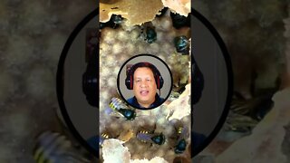 Como identificar os zangões das abelhas sem ferrão #Shorts