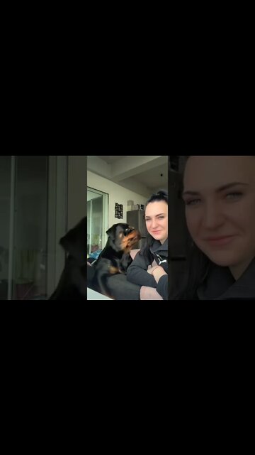 Bark At Your Dog! Rottie Expression Is Priceless 😂 #Shorts #rottweiler #dogs