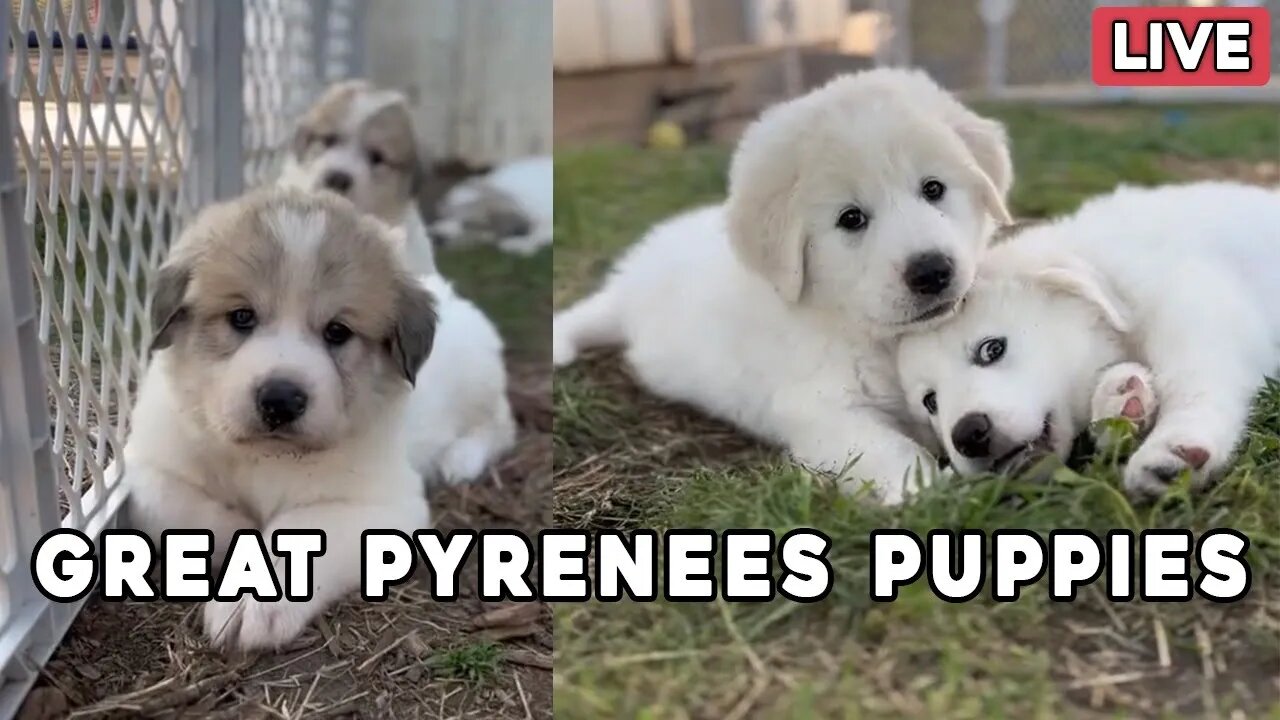 Great Pyrenees Puppy Livestream - The puppies are getting so BIG!