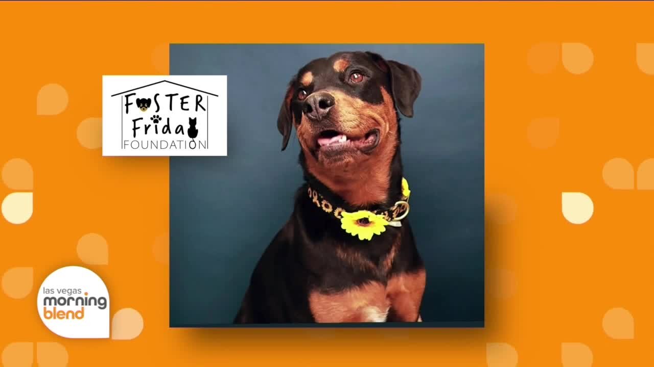 Foster Friday Foundation Hosts Annual Fundraiser to Benefit Animals in Need
