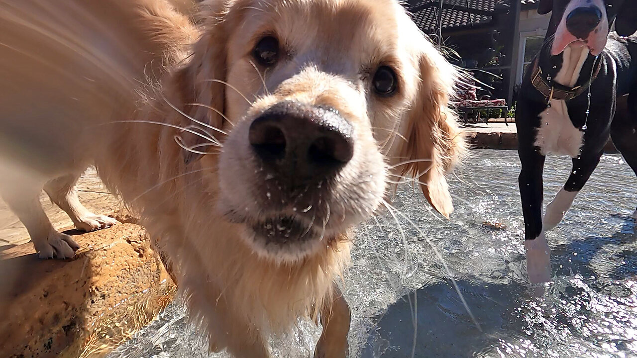 Golden Retriever Teaches Great Dane How To Fetch Underwater Rocks